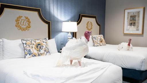 Turkey's on a hotel bed