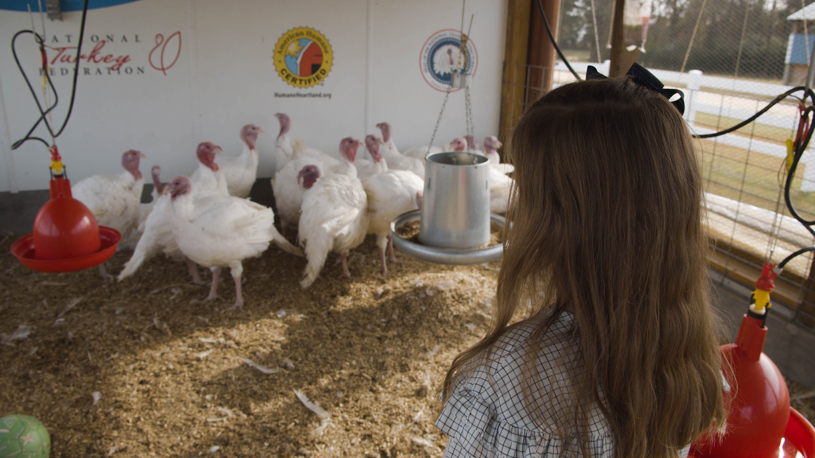 The 2019 Presidential Flock was raised by Butterball contract grower, Wellie Jackson, of Clinton, North Carolina. His daughter, Sara-John, checks on the flock on the farm.