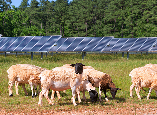SAS sheep grazing at the solar farm