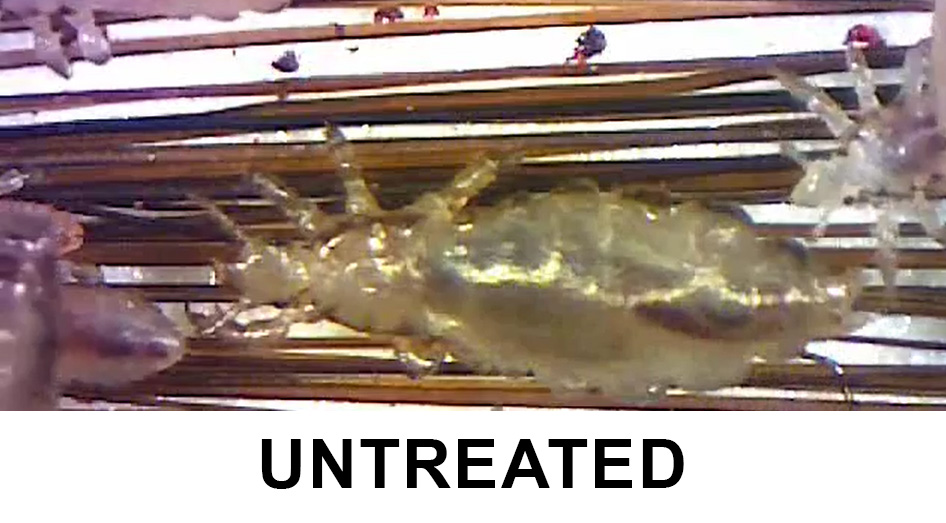 Untreated Lice