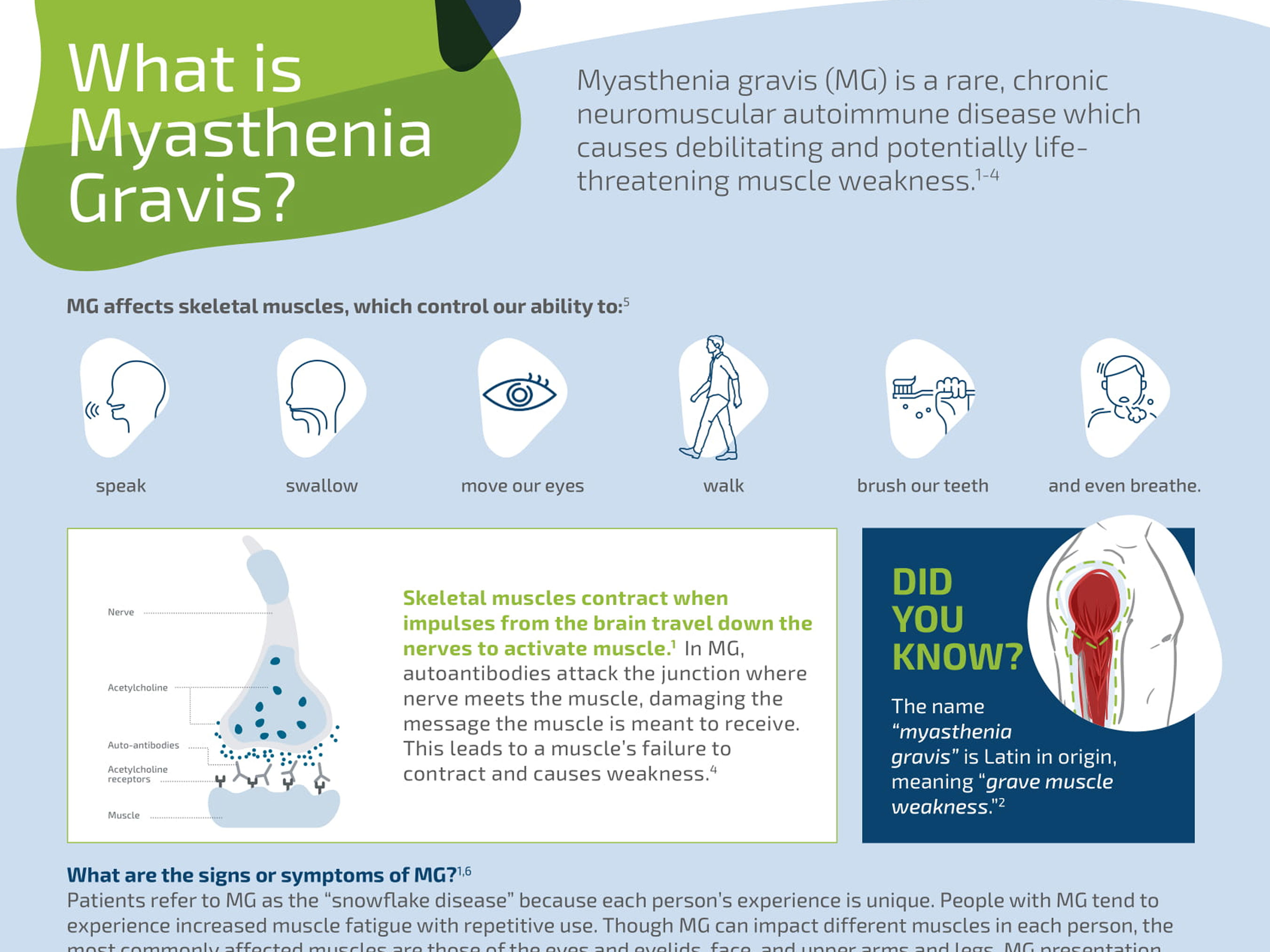 Myasthenia Gravis Fact Sheet