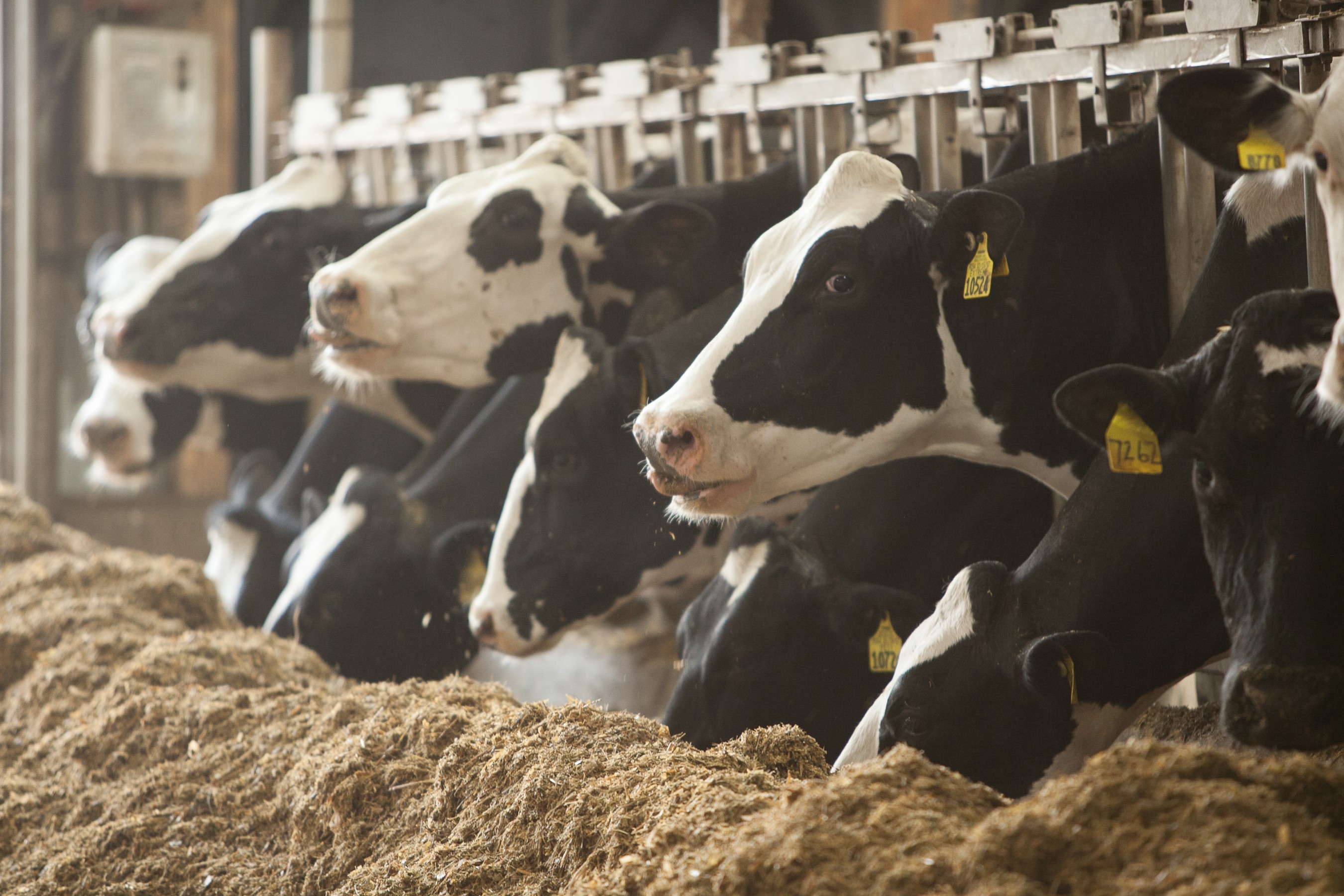 U.S. Dairy Advances Journey to Net Zero Carbon Emissions by 2050