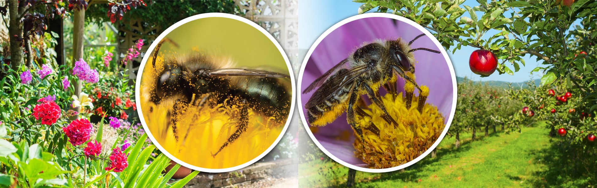 Banner graphic featuring closeups of solitary bees