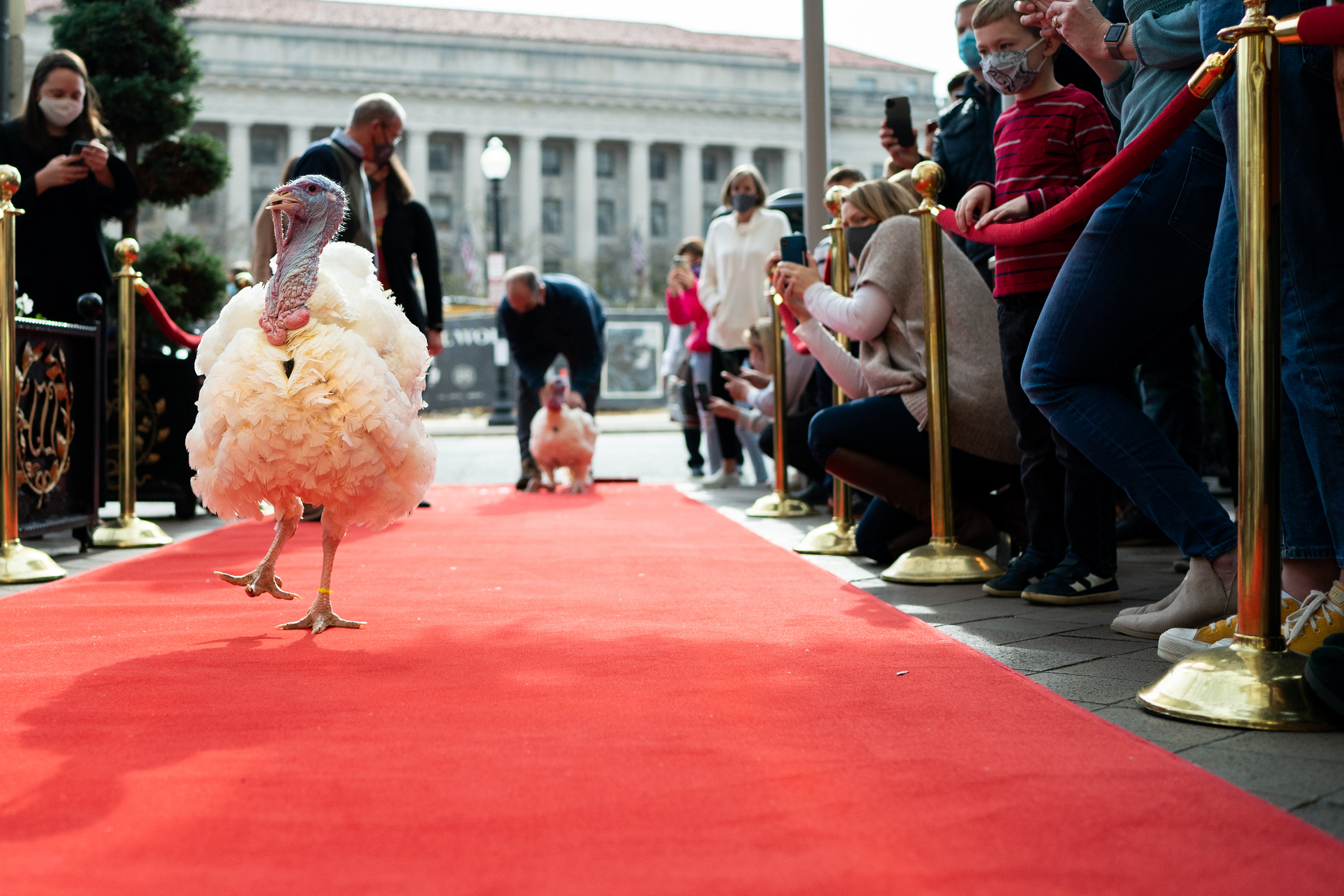 The National Thanksgiving Turkeys walk the red carpet at the Willard Intercontinental Hotel. Photo credit: Andrea Hanks/The White House