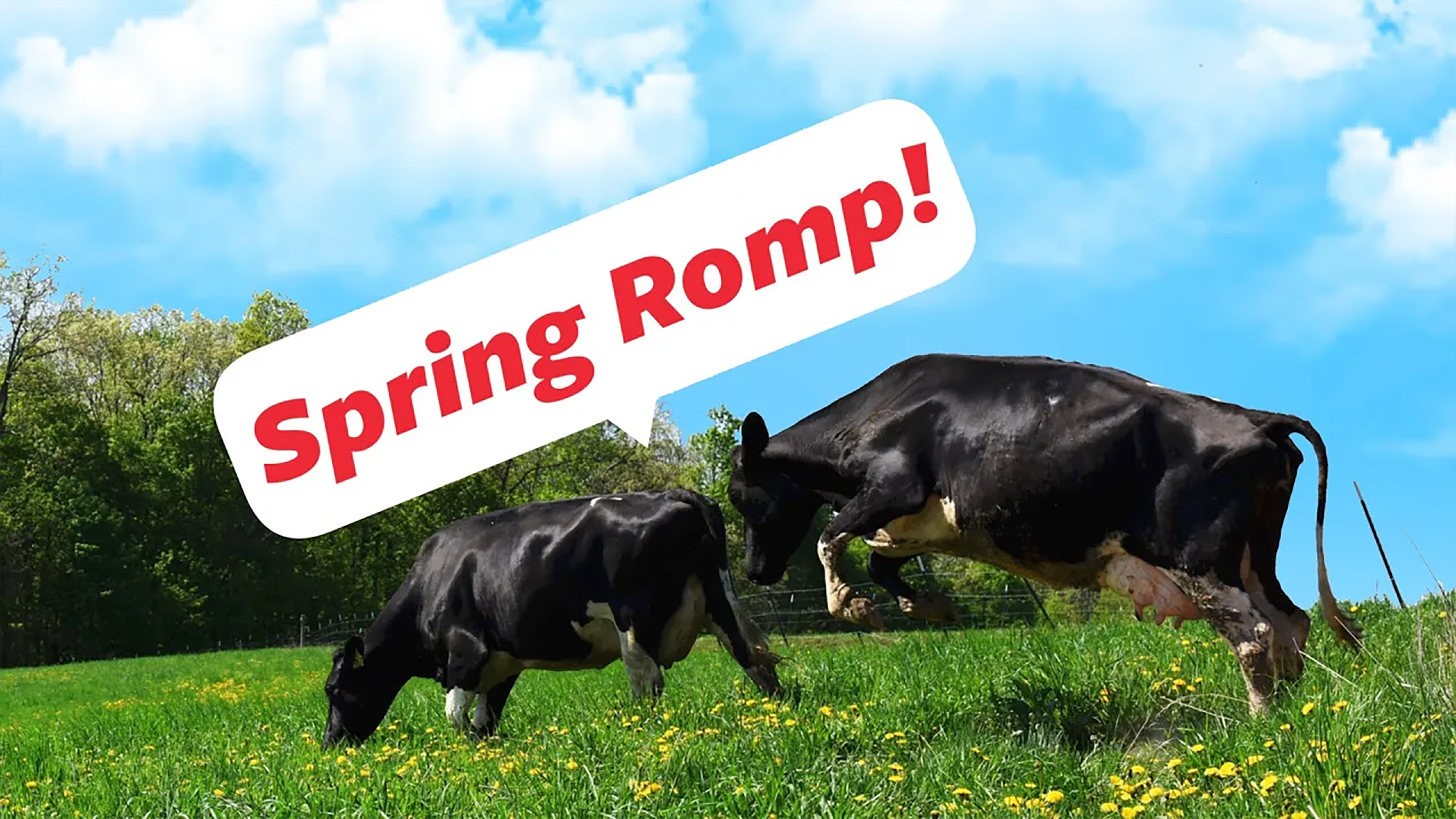 Play Video: Spring Romp! | Organic Valley Cows