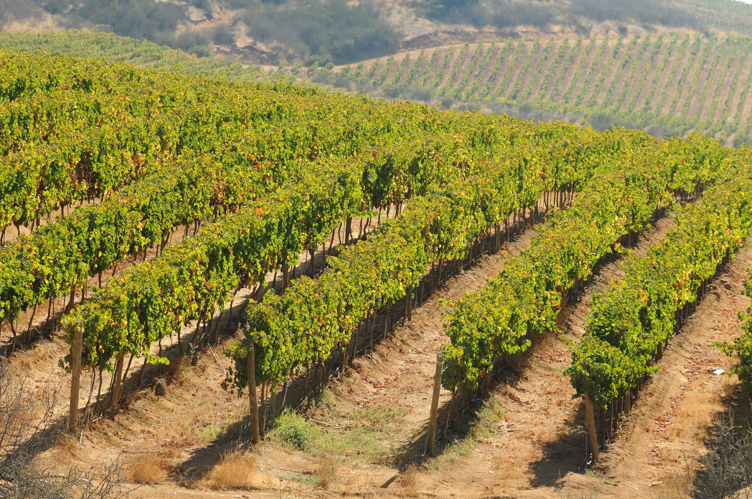 Palo Santo Vineyard, among Gran Reserva's estate sites and home to its Cabernet Sauvignon and Malbec, encompasses 768 acres planted to diverse varieties, with both mountain and river terrace influences thanks to colluvial soils.
