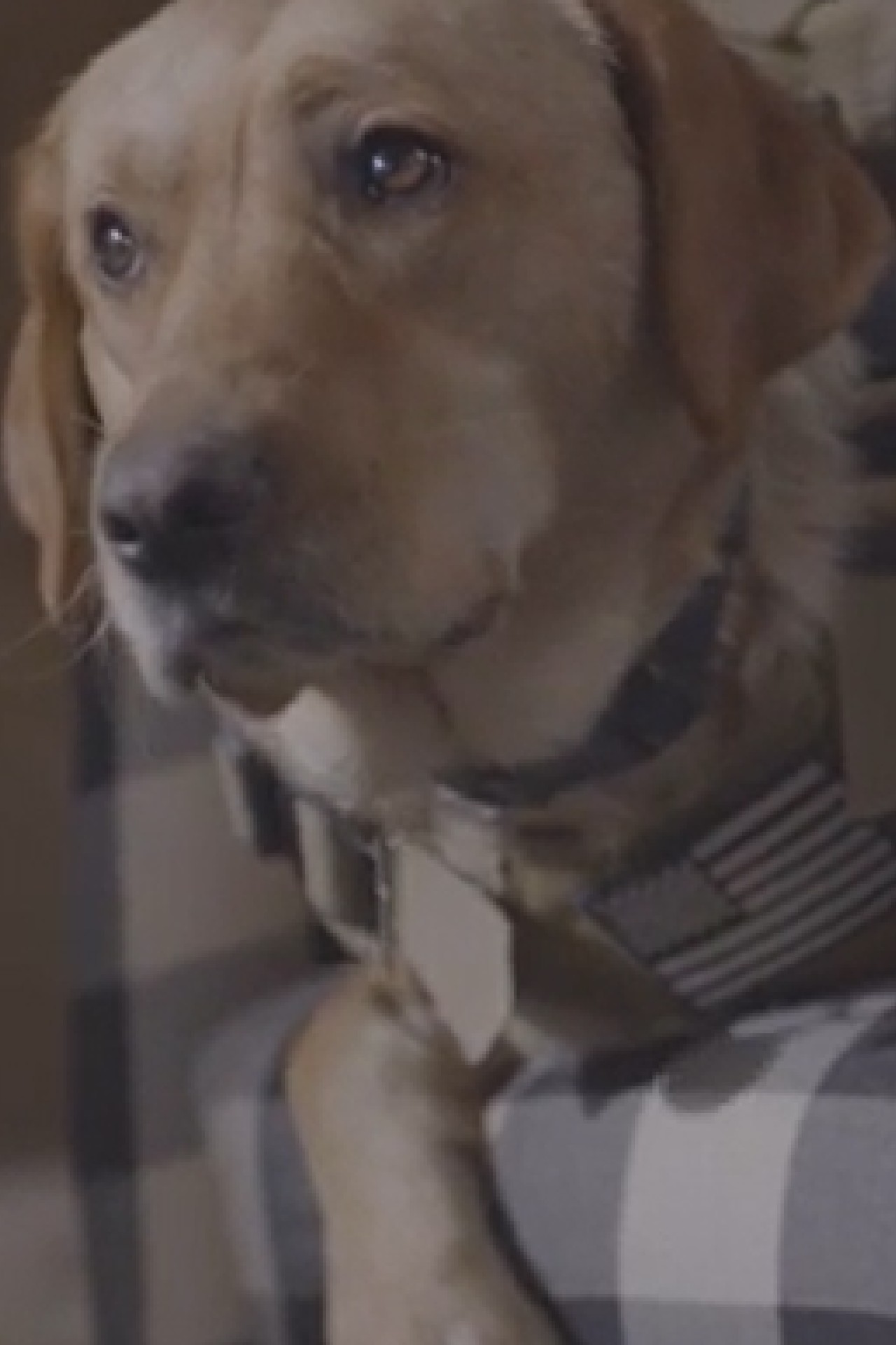 Purina Dog Chow and Radio &amp; TV Personality Bobby Bones Unveil Documentary Short Film Highlighting Impact of PTSD Service Dogs