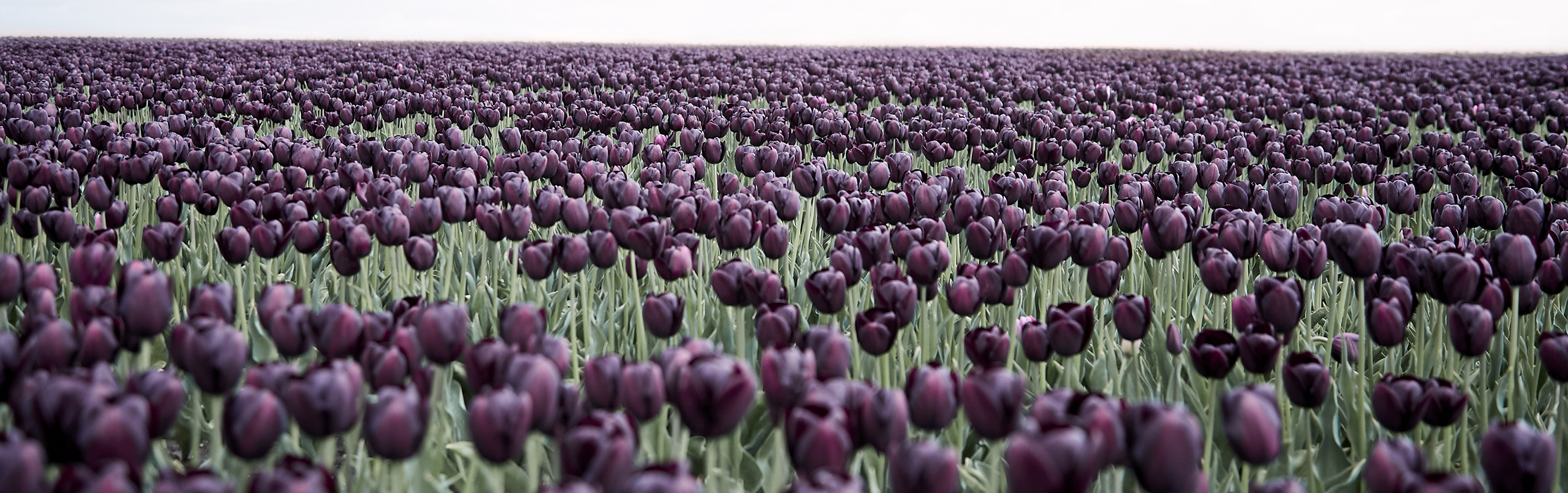 Field of black tulips