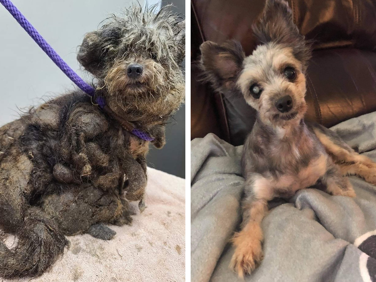 Godiva was found in deplorable condition. Her mats were so severe, her rescuers worried about injuries under all that fur. Groomers began the slow, tedious process of cutting out the mats. After hours of grooming, and two pounds of extra fur, a little girl emerged that’s as sweet as her name.