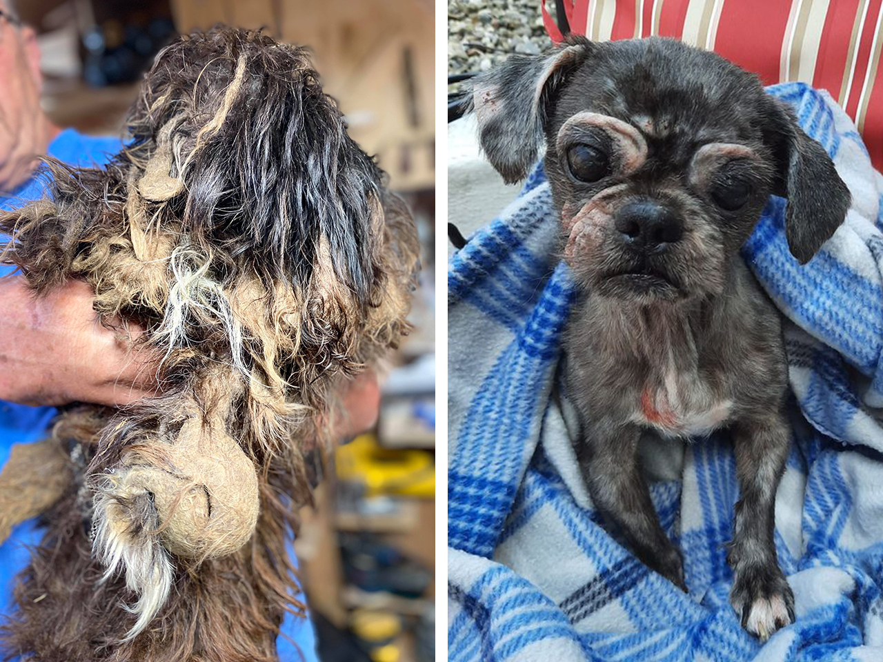 Oliver was rescued after suffering from severe neglect. He was in such bad shape his poor little eyes were matted open. After a proper grooming, things started looking up for Oliver, and he was placed with a loving family who proclaims him ‘the sweetest dog alive!’ Oliver is finally living his best life.