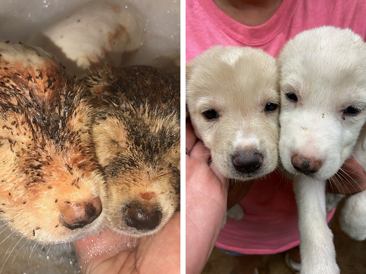 Sharon and Debbie were found as strays huddled in a culvert. Their rescuers were shocked by what they discovered on the sweet puppies. What appeared to be dirt, was actually thousands of tiny fleas, leaving them uncomfortable and at-risk. After three long baths, the sisters were finally clean and ready to cuddle.