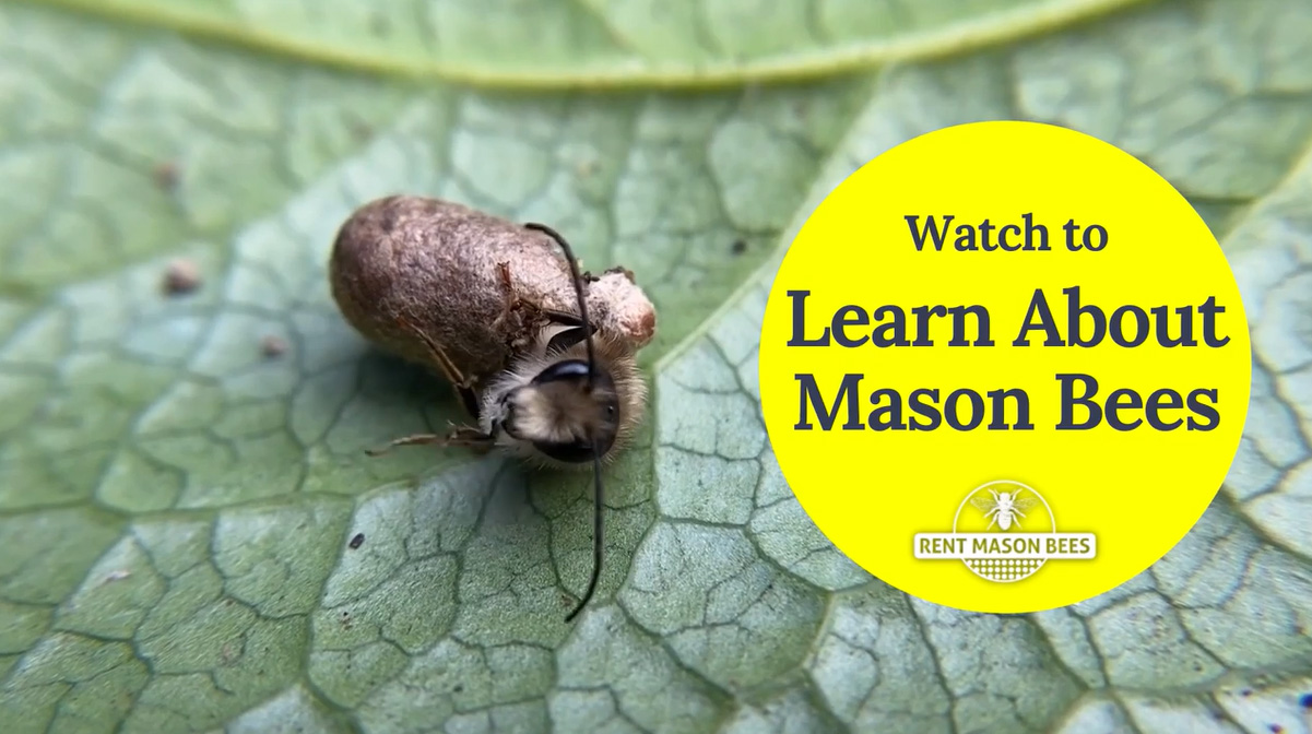 Play Video: Learn About Mason Bees - Rent Mason Bees