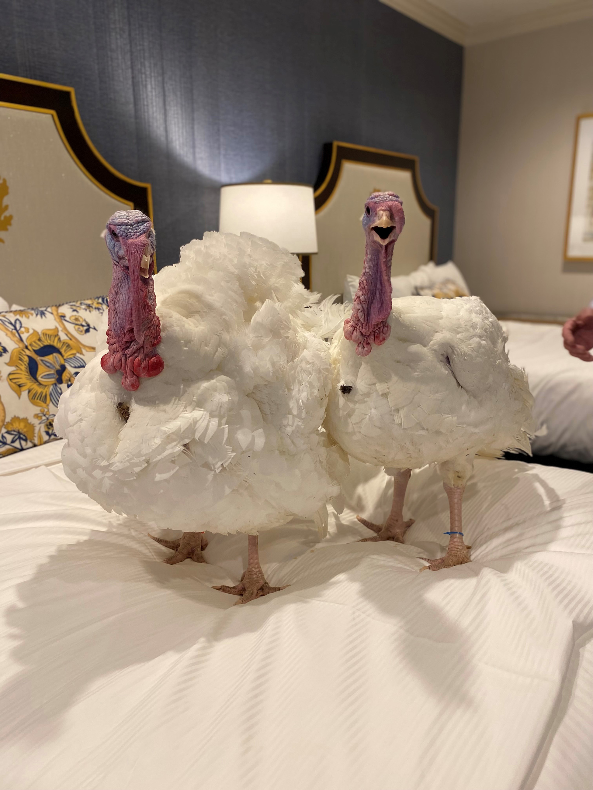 No fowl play here! Just Chocolate and Chip jumping on the bed at the Willard InterContinental.