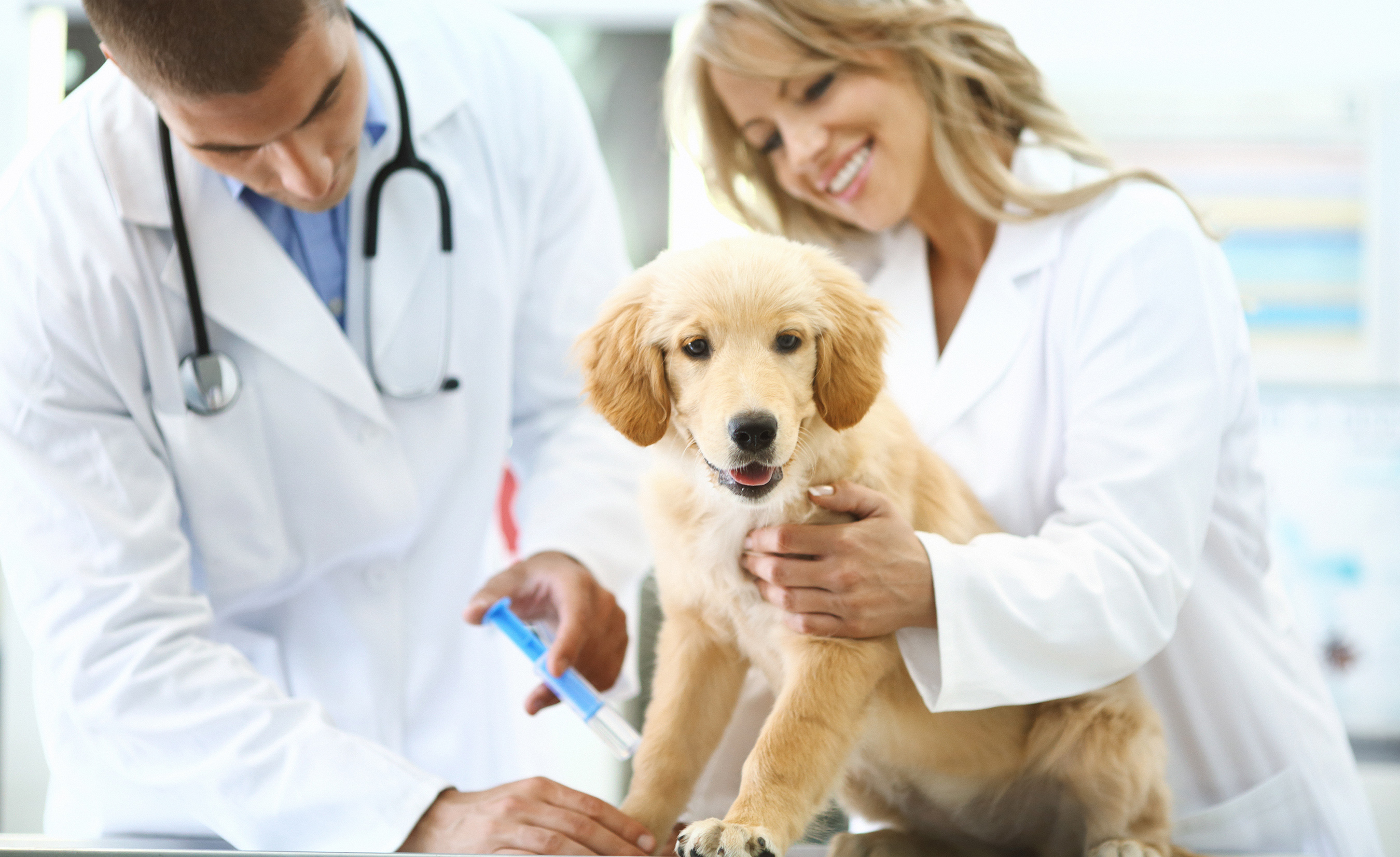 On behalf of its pet and vet financial solutions – CareCredit and Pets Best – Synchrony commissioned the “Lifetime of Care” study to help shed light on the lifetime cost associated with pet care.