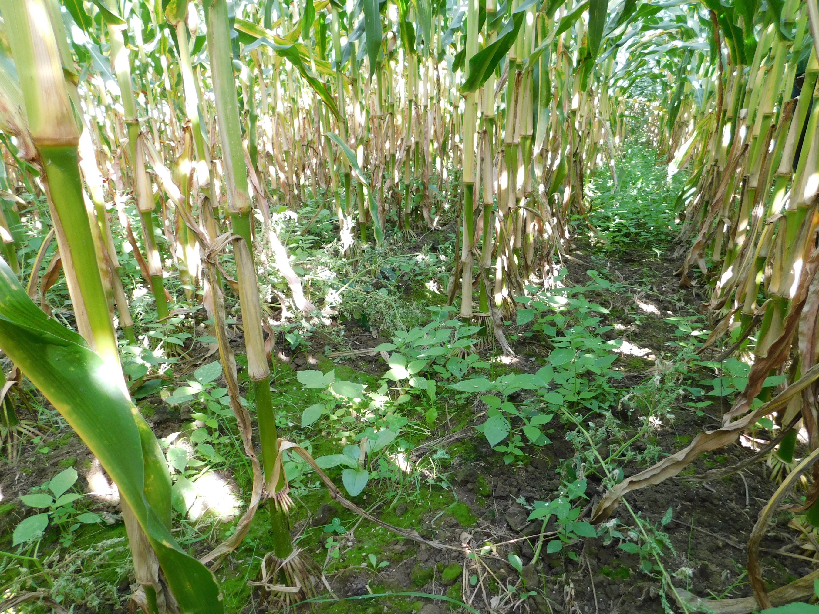 Ben & Jerry’s new pilot project will look at the effect of inter-seeded biodiverse cover cropping and growing slightly fewer stalks to allow more sunlight to reach the plants. Photo: Ben & Jerry’s