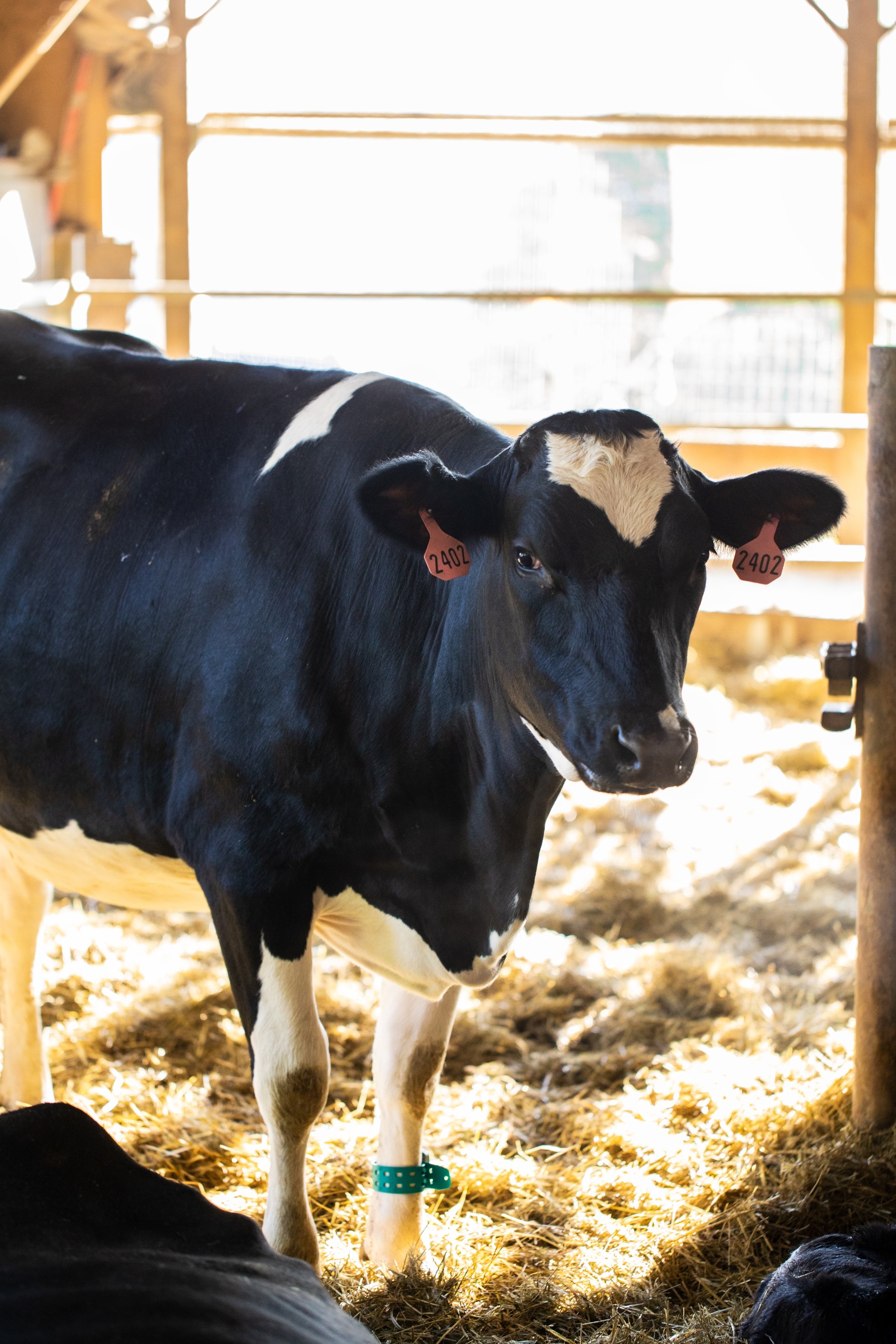 Cow burps are a major source of methane on dairy farms. Ben & Jerry's will test the effectiveness of feed additives and a high-forage diet on reducing enteric emissions. Photo: Ben & Jerry's