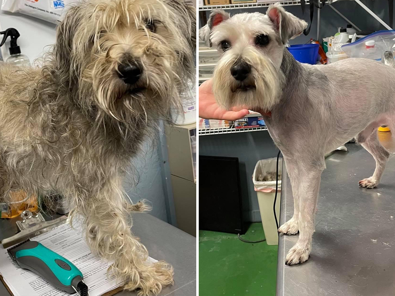 Bentley was rescued after he was seen hanging out by a bridge. A grooming transformed him into a handsome gentleman and Bentley was soon adopted. His new hangout is a comfy couch.