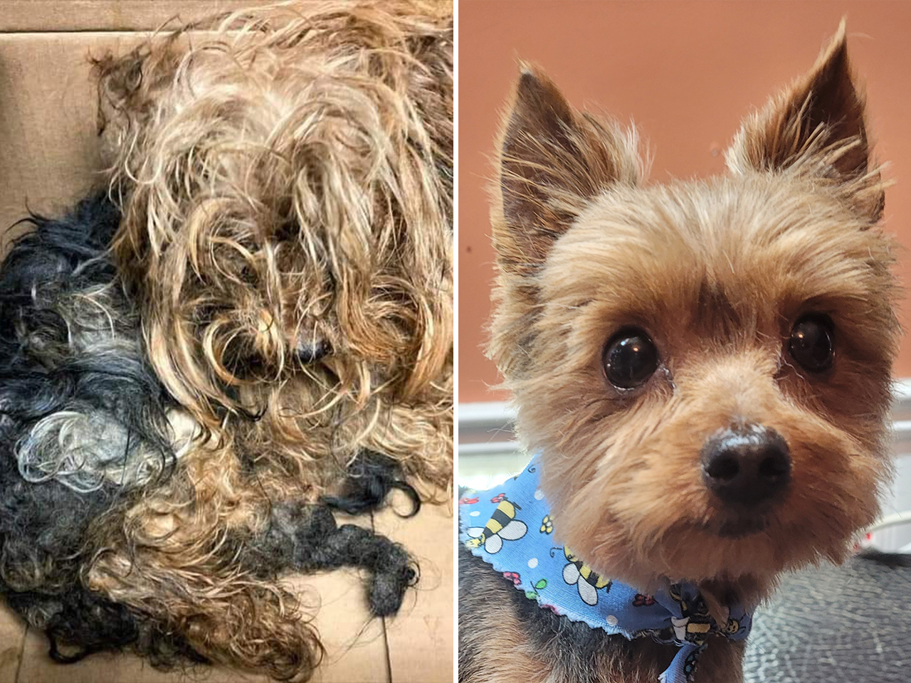 Flynn was found in a box.  It was so tangled that rescuers could barely distinguish its head from its tail.  He also had a broken leg, but luckily he recovered and was adopted by a shelter volunteer.