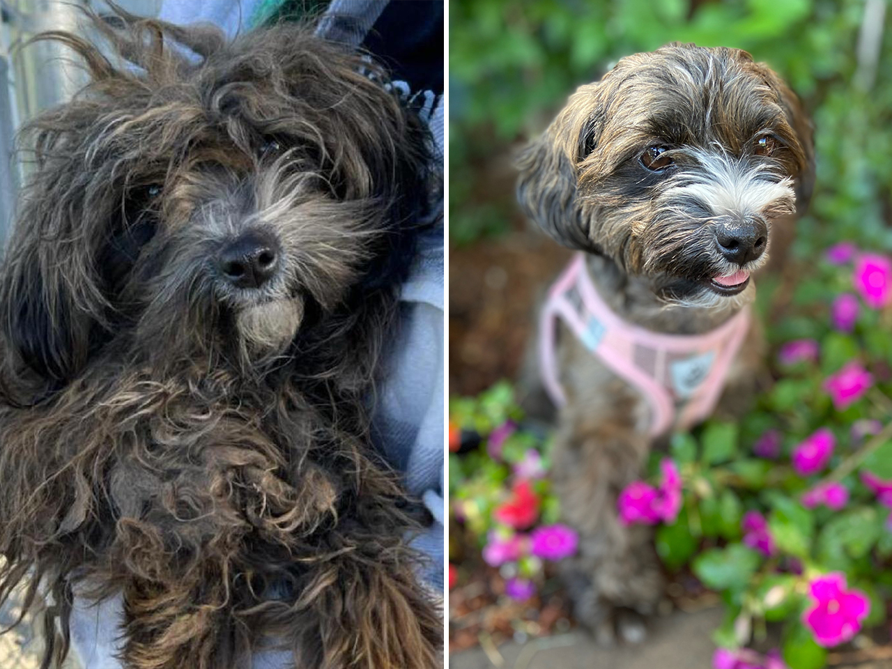 Gracie was a stray, and she was very nervous about being groomed for the first time. It took three visits, but it was worth the wait. A playful pup was revealed, and she was soon adopted.