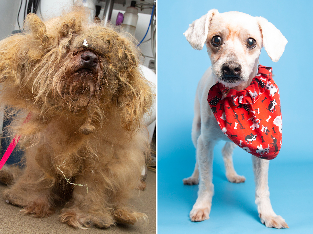 JD was found with matted fur covering his whole body, including his eyes. After a grooming he could finally see the faces of the caring staff who rescued him, but he’s still looking for a family.