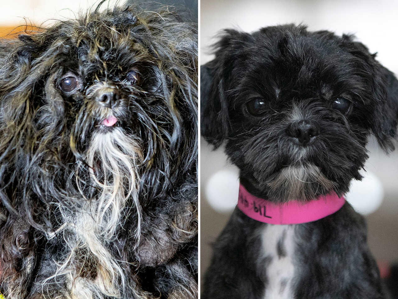 Luna was rescued from a puppy mill. She was covered in mats and sores from years of neglect. After her grooming, a beauty queen emerged, and now she’s brightening the lives of her new family.