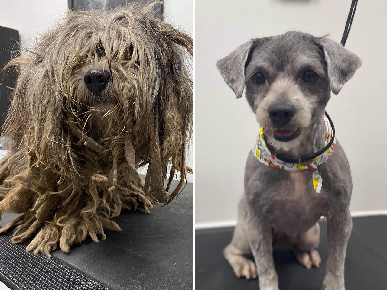 Ottie was found in deplorable condition and even had a chain intertwined into his matted fur. After several grooming sessions the sweetest little dog appeared, but he’s still in search of a family.