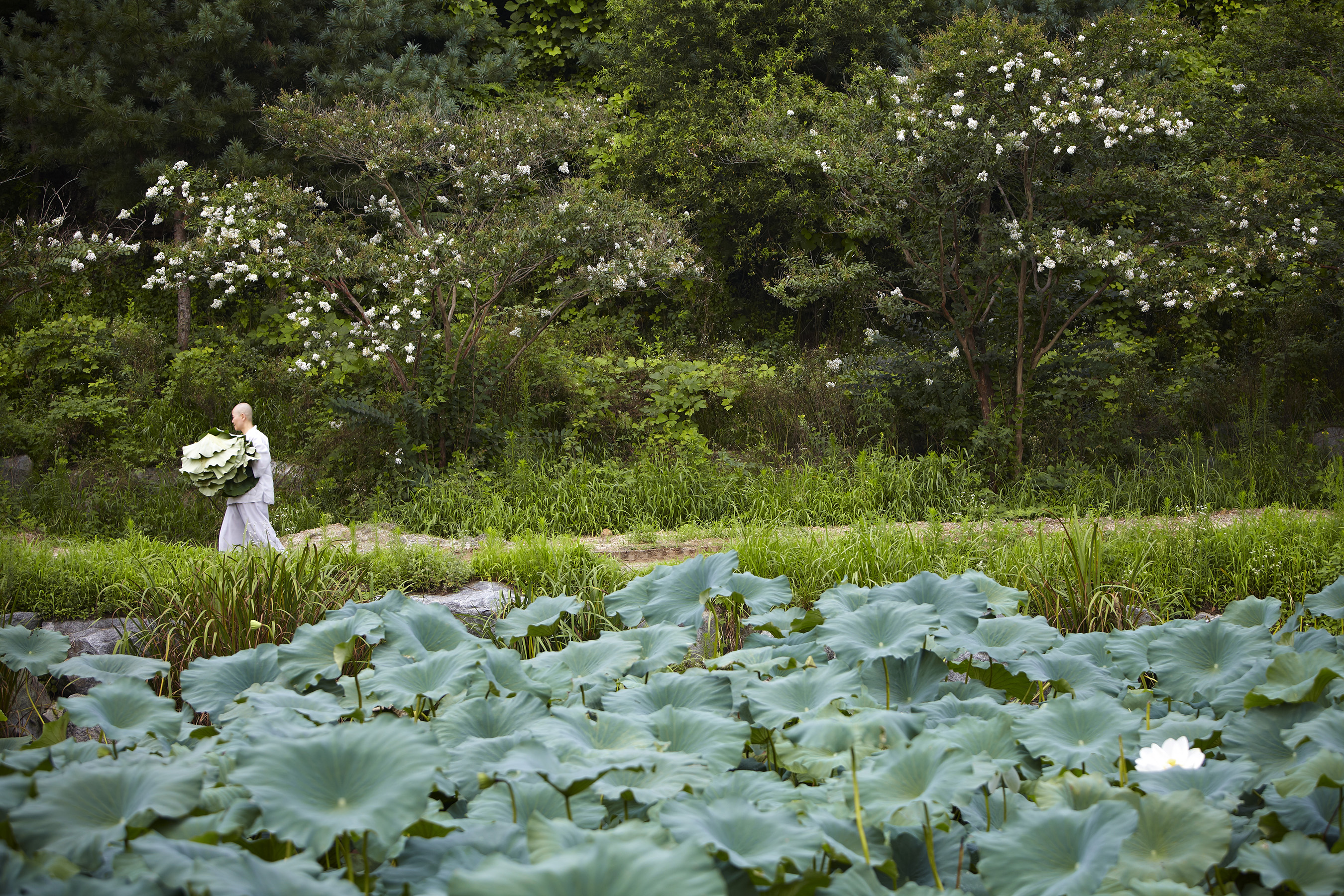 A monk is carrying a temple food ingredient harvested through eco-friendly cultivation