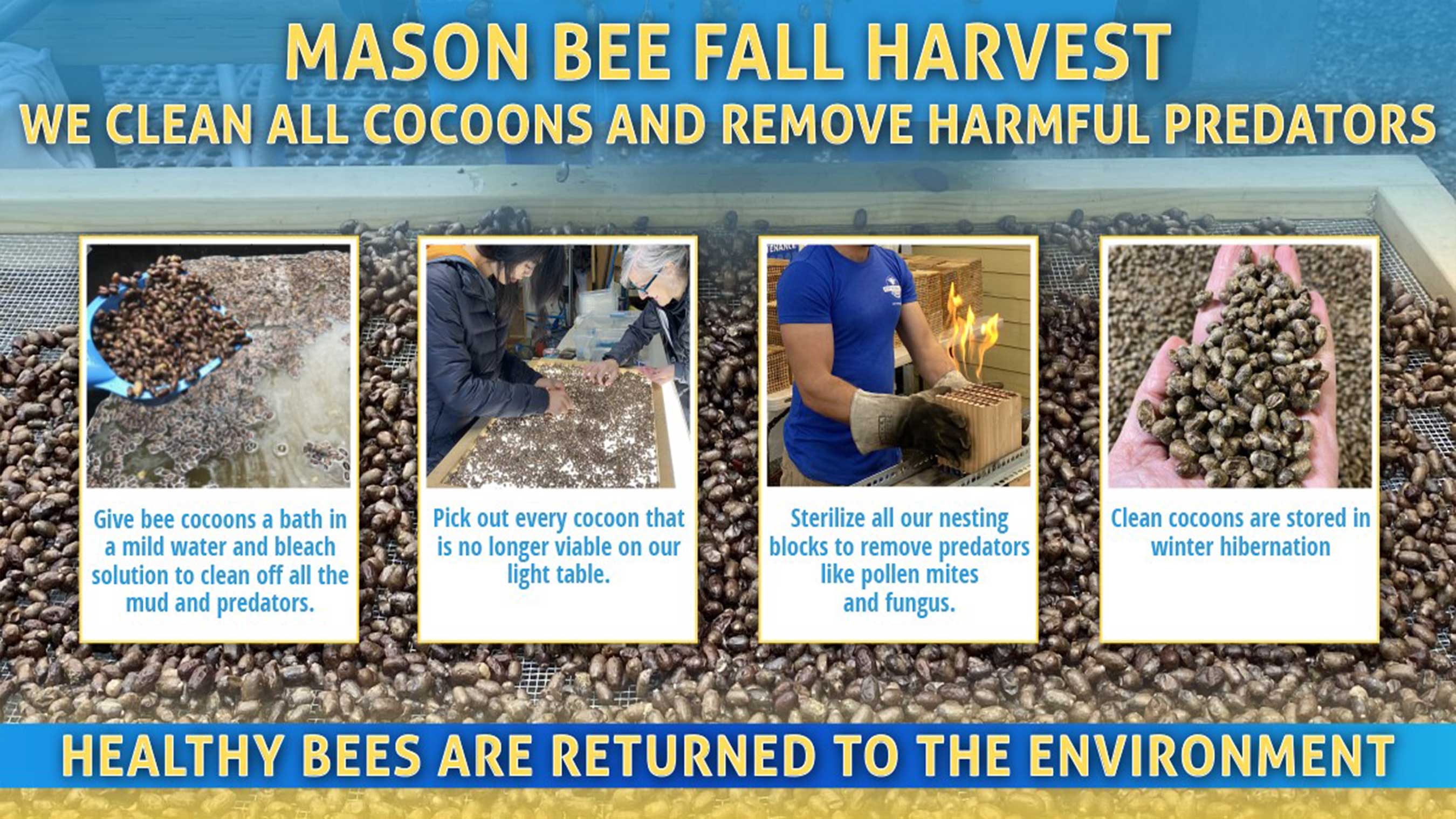 Watch how we clean millions of mason bee cocoons.