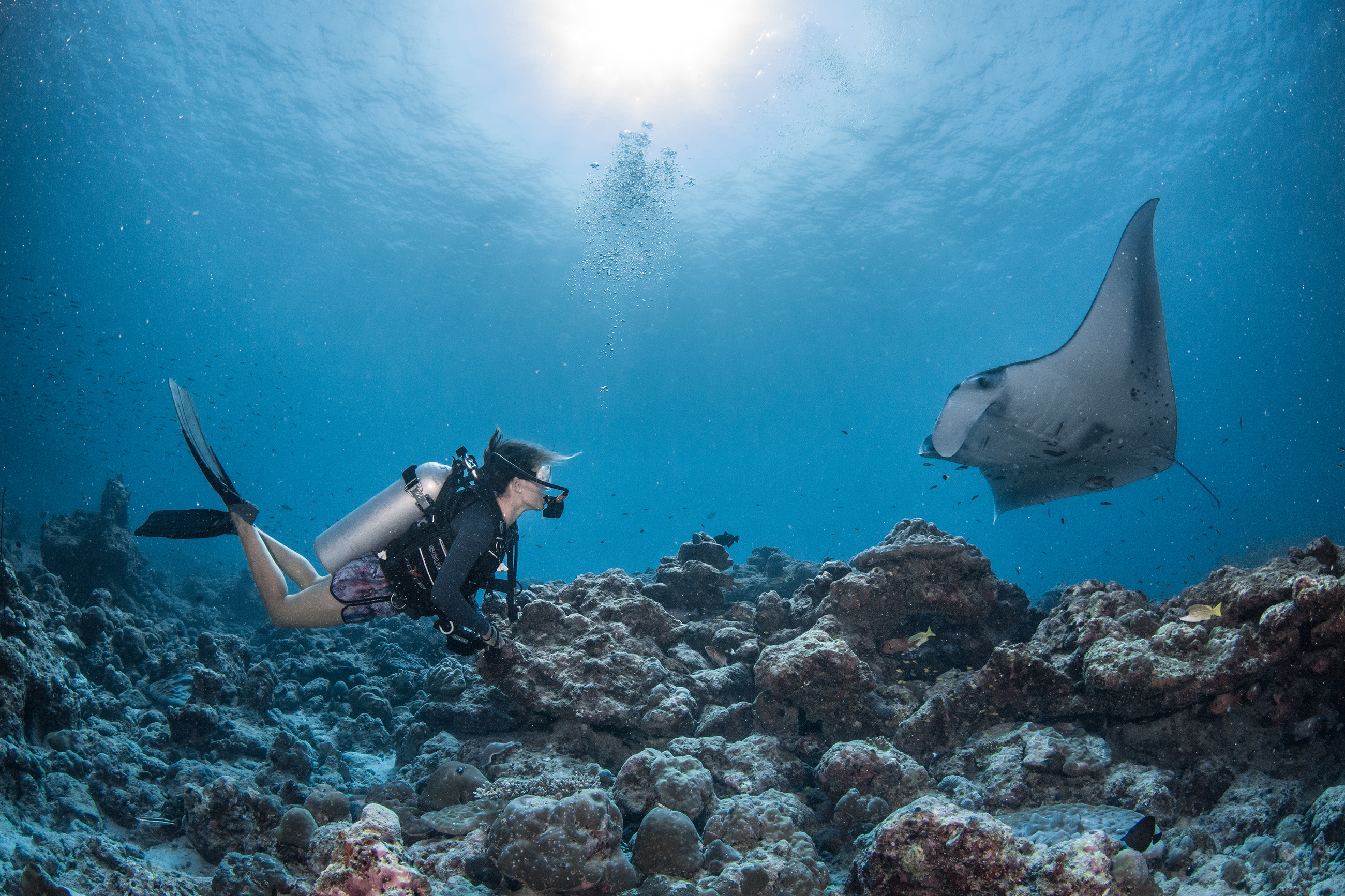 Add on! Swim with manta rays at the InterContinental Maldives Maamunagau Resort Add on! Swim with manta rays at the InterContinental Maldives Maamunagau Resort
