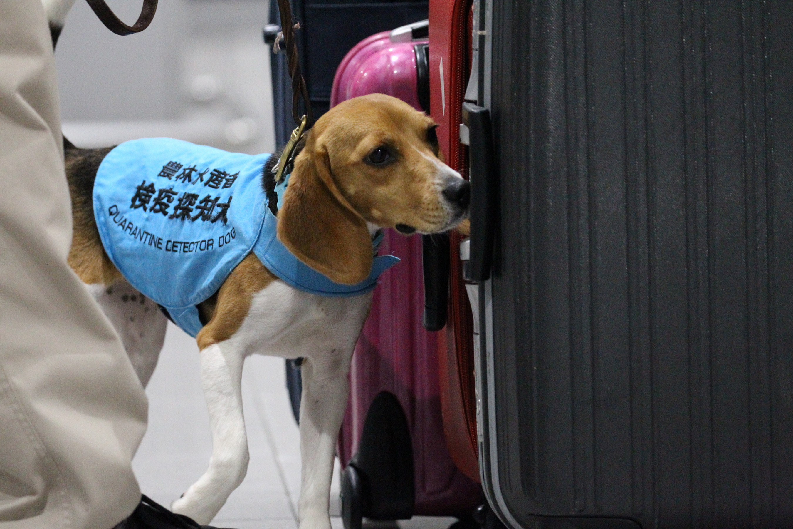 动植物检疫探测犬也在机场进行检测活动。