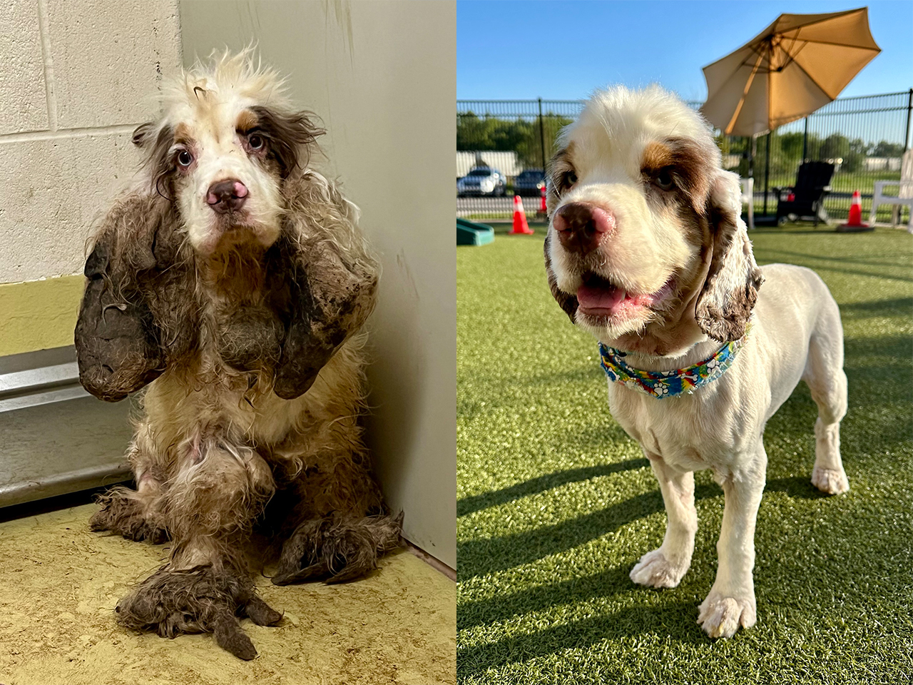 Cookie arrived at the shelter in Wichita, KS, as a stray with severe mats on his ears, legs and chest. With the help of an expert dog groomer, they removed around two pounds of fur, revealing his true beauty. He's now thriving in his new home and living his best life.