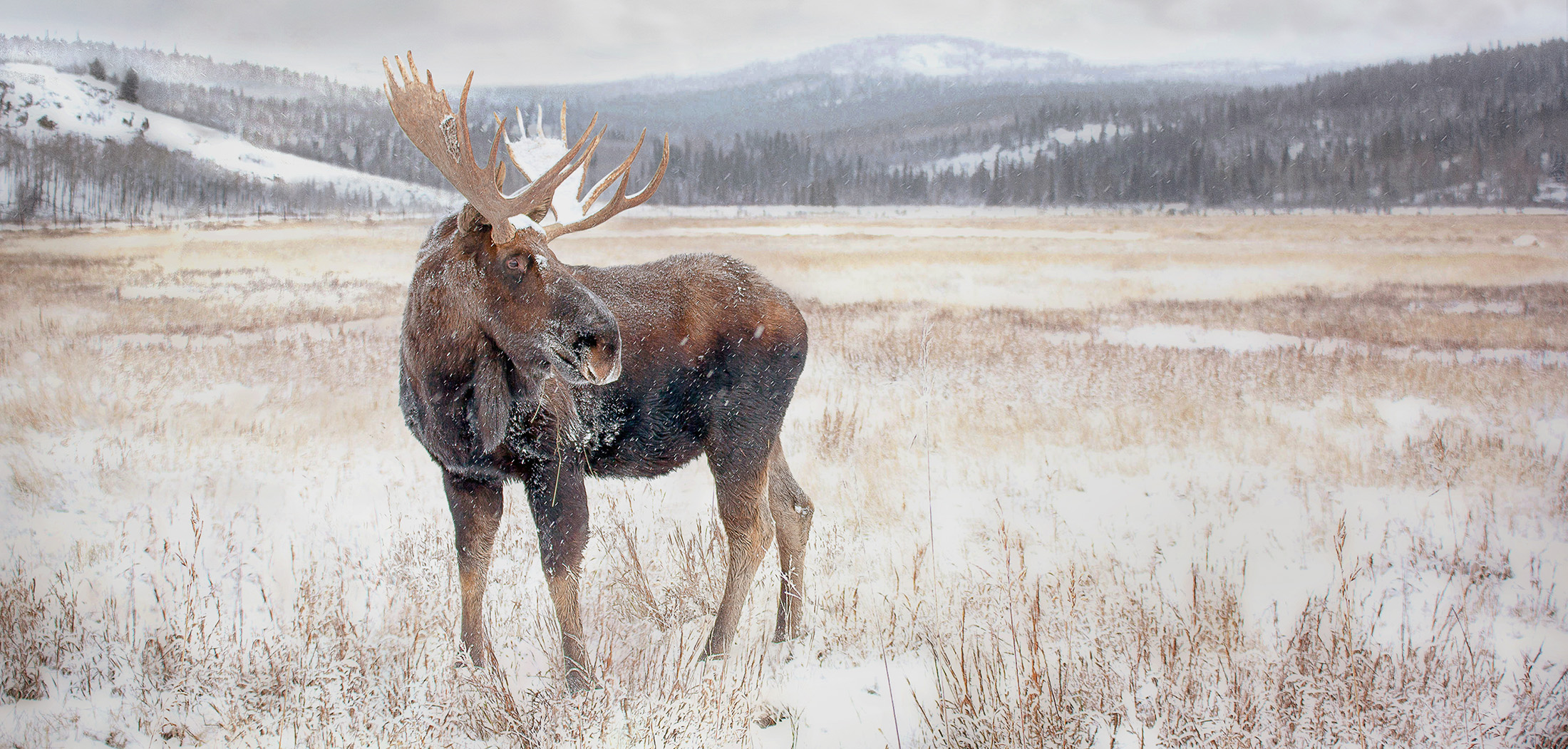 NAME A MOOSE AFTER YOUR MOM? YES, YOU CANADA