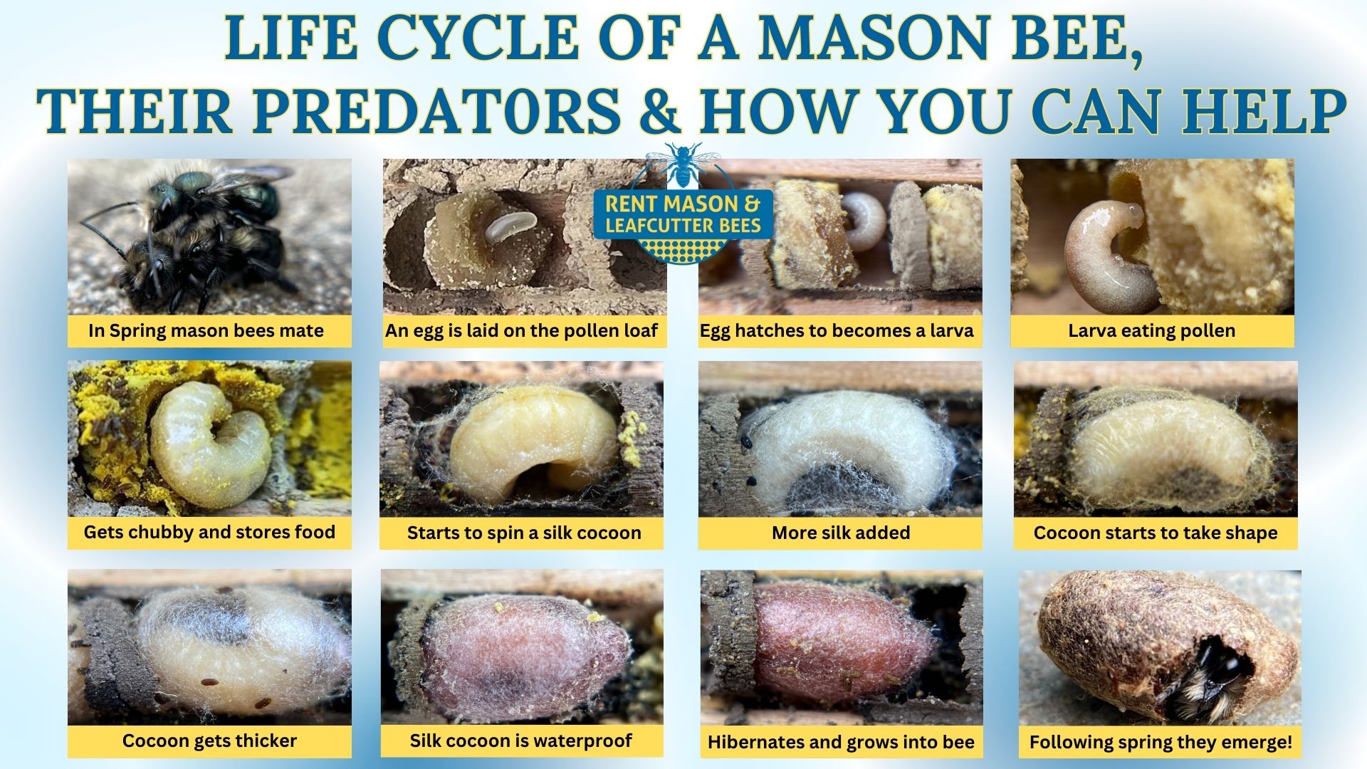 Play Video: We utilized a macro lens to capture and share the intricate details of the Mason Bee's life cycle with you.