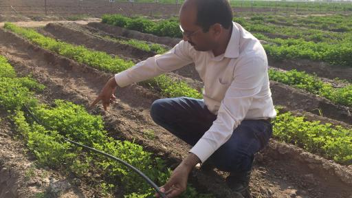 Línea de irrigación por goteo – Cosecha de fenogreco en Pakistán