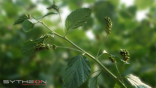 Psoralea corylifolia, la planta de la que se obtiene el Bakuchiol, crece en muchas regiones de la India y abunda en la naturaleza