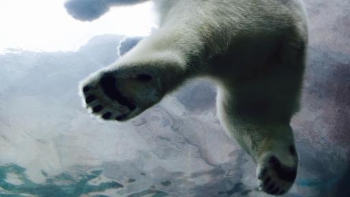 Ours polaire nageant dans l'eau, le spectateur regarde vers le haut que l'ours polaire.