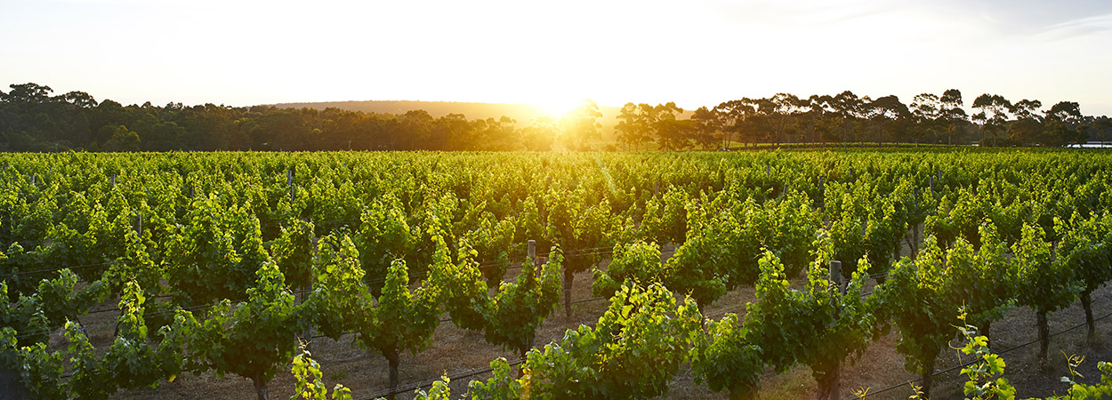 CAPE MENTELLE Vineyards at sunset