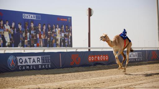 Image of Lone Camel during Paris Saint Germain’s first ever camel race
