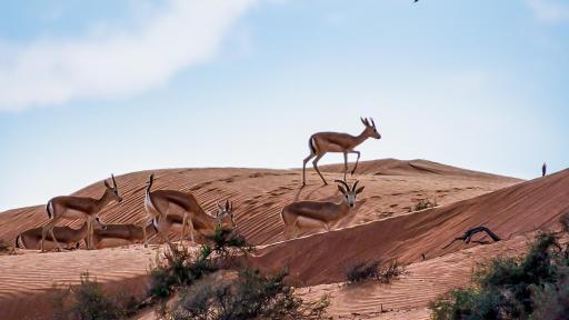 Image of Gazelles at The Ritz-Carlton Ras Al Khaimah, Al Wadi Desert