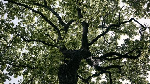 Image of A centennial tree