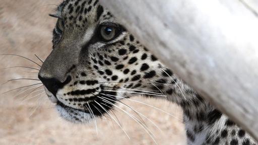 Arabian Leopard Baby Cub at 5 mos Photo Credits to Aline Coquelle