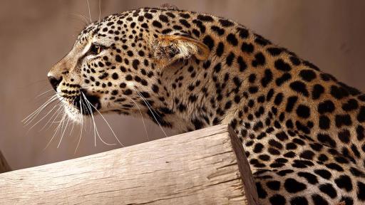 General Arabian Leopard Image 3 - Photo Credits to Aline Coquelle
