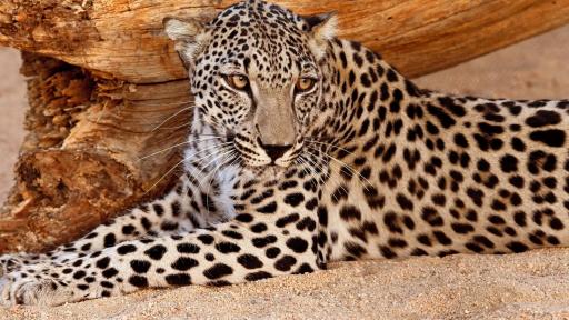 General Arabian Leopard Image 4 - Photo Credits to Aline Coquelle