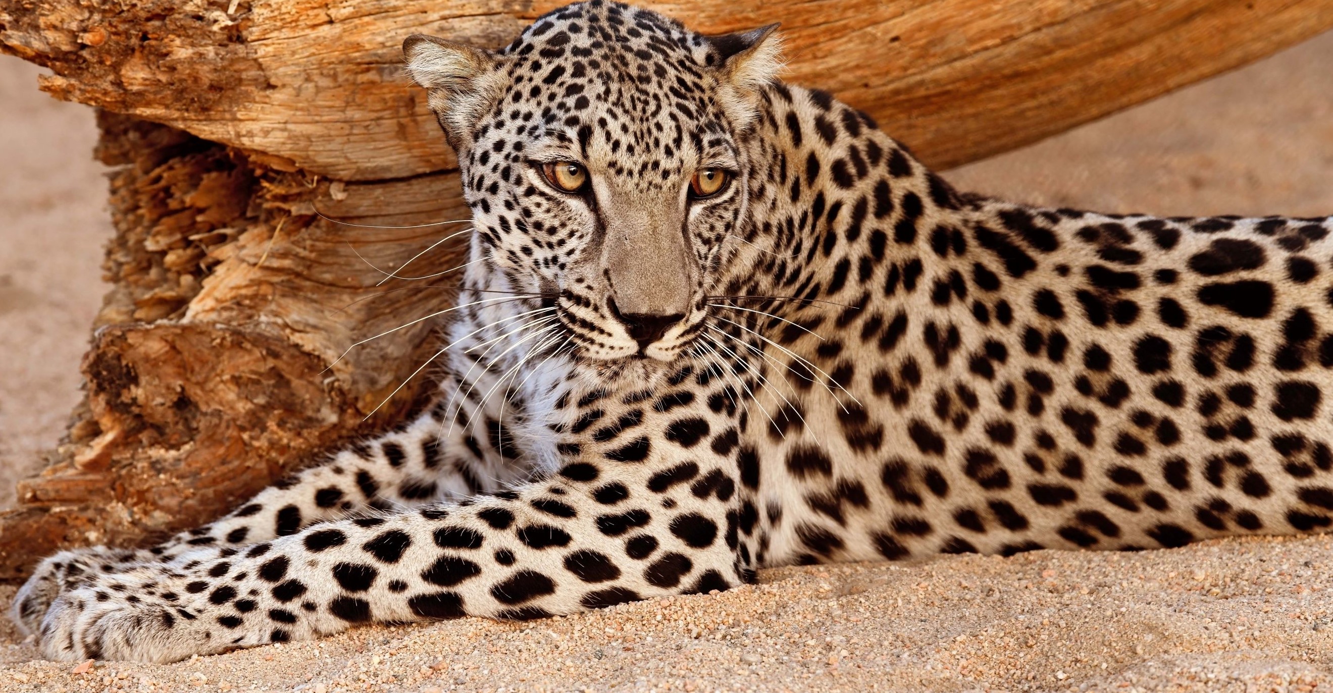 Arabian Leopard Arabian Leopard