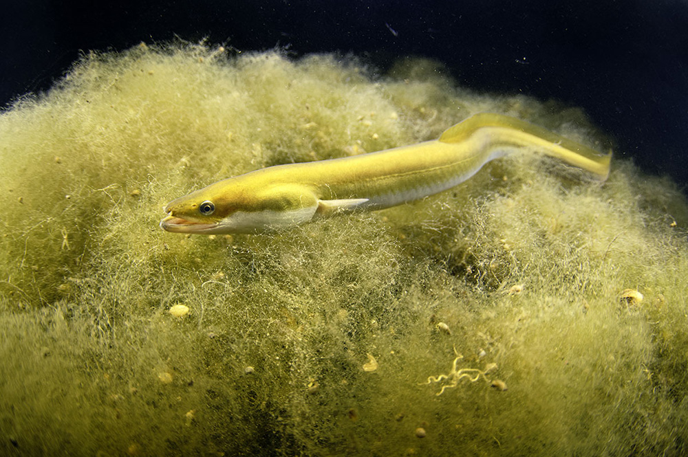 Yellow eel - source: Bruno Guenard biosphoto
